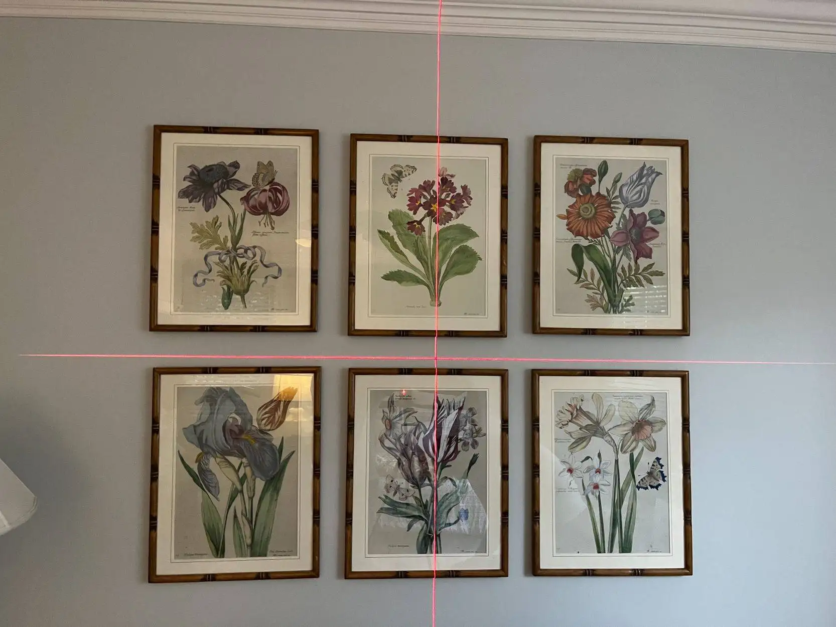 Six botanical prints hung in a grid and aligned straight with a laser level